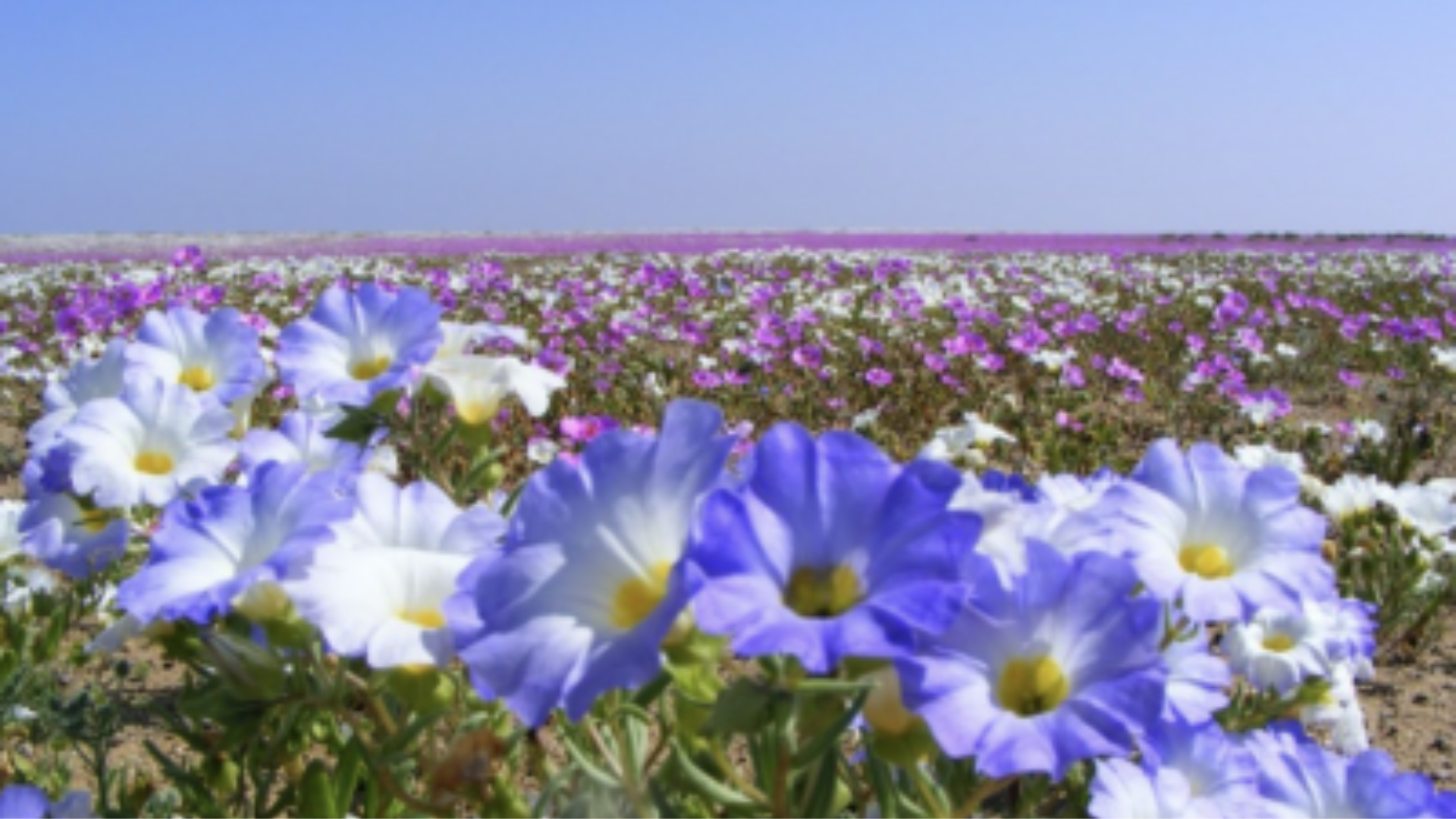 Desierto Florido 2026 comienza a tomar color y proyecta su peak durante octubre